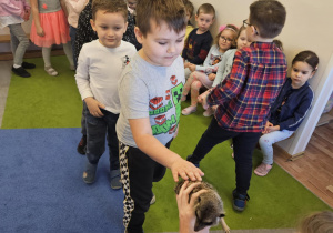 Na zdjęciu widać chłopca która stoi w kolejce do pogłaskania surykatki.