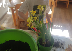 Na zdjęciu widać dziecko które sadzi kwiaty.