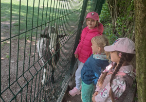 Na zdjęciu widać dzieci w lesie które oglądają kozy , koguty.