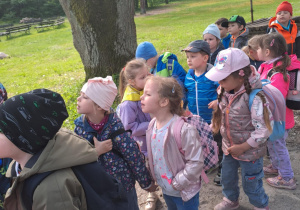 Na zdjęciu widać dzieci w lesie które oglądają kozy , koguty.