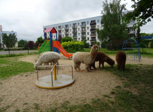 Cztery Alpaki na placu zabaw dla dzieci