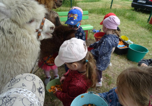 Dzieci karmią Alpaki