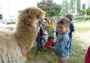 Chłopiec w okularach trzyma żółte wiaderko z pokarmem dla Alpaki