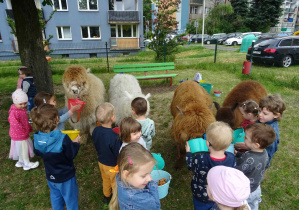 Grupa dzieci stoi w kolejce by nakarmić jasną Alpakę.