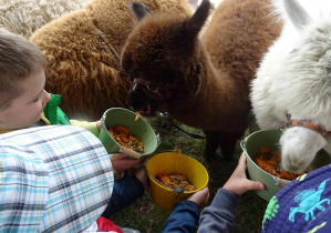 Dzieci karmią małą czarną Alpakę.