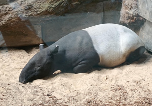 Na zdjęciu widać Tapira rodzaj ssaka.